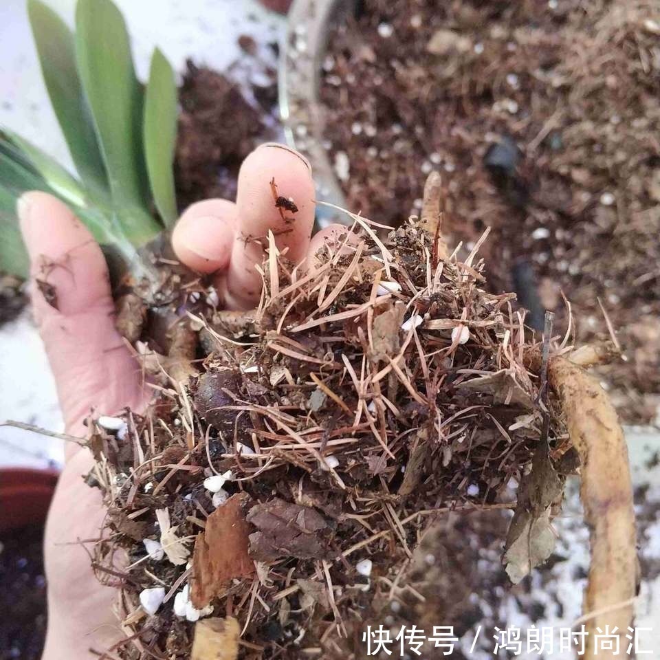 君子兰|养20年的君子兰,长得就像“大白菜”,一盆就能长8根花箭