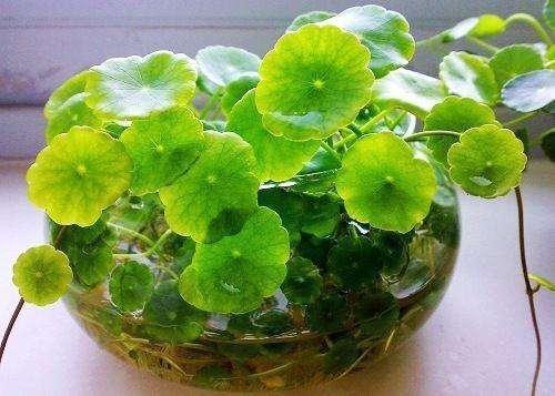 花卉|这5种花卉盆栽最适合放养！俩月不管照样长得好好的！