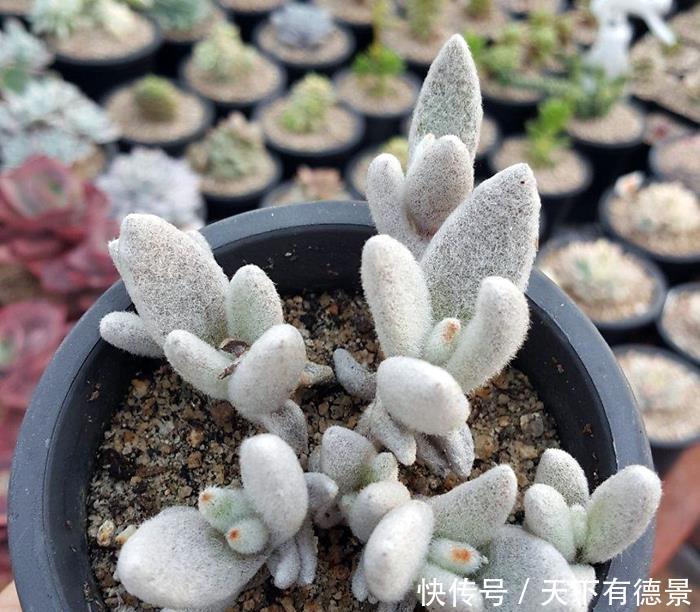 兔耳多肉真可爱,品种不同有区别,学一学养护方法