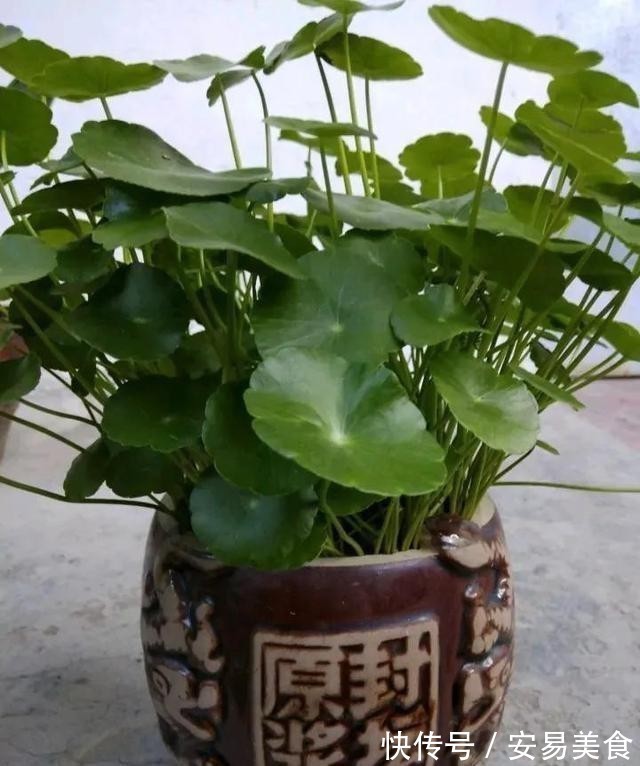 这五种花，就得富养，大肥大水大太阳，长得那叫一个旺