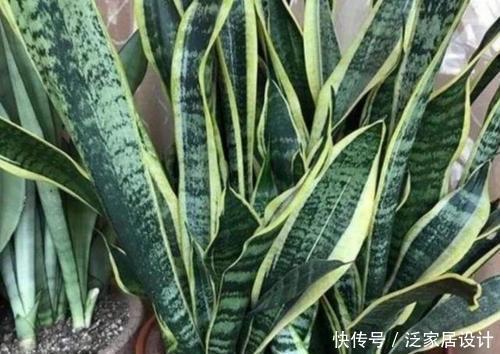 叶片|养虎皮兰有“4忌”,难怪不爆侧芽,了解掌握长势旺