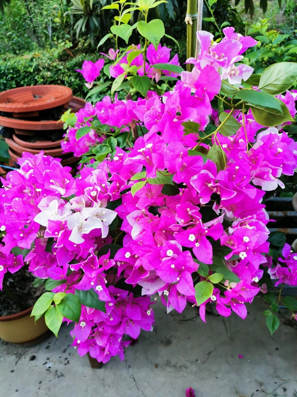 花苞|此花被人称为“无叶花”,满枝都是“花苞”,花期长达180天