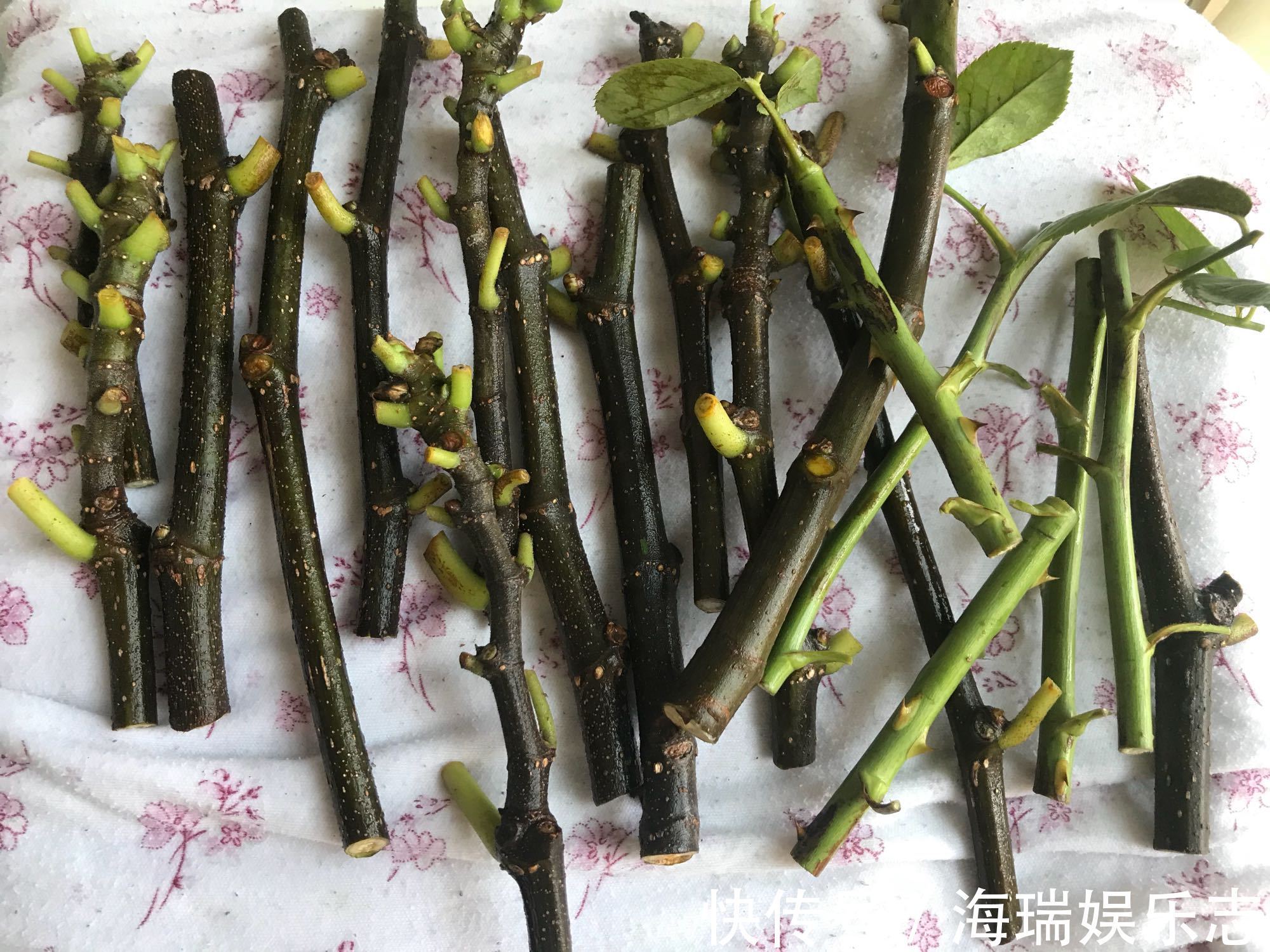 无花果|无花果扦插不生根关小黑屋几天,小白根冒不停