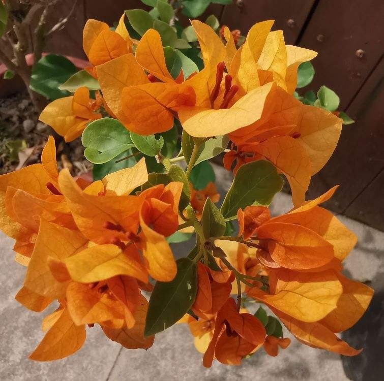 土壤|这3样堪称花界劳模,好活、花量大,一开花就停不下来