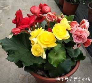 营养物质|5种东西扔盆底,盆土疏松又透气,花卉越长越旺,不烂根