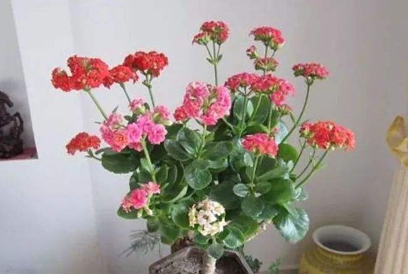 长寿花“难养活”?不妨试试这样做,成活率高,还能再养七八年!