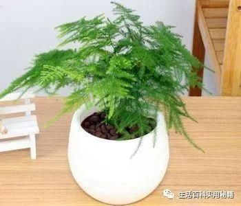 黄落|家里文竹发黄快死了,媳妇用了这1招,立马起死回生