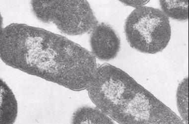 水平 如果有“硅基”生命体，它们在分子水平上就和地球一样吗