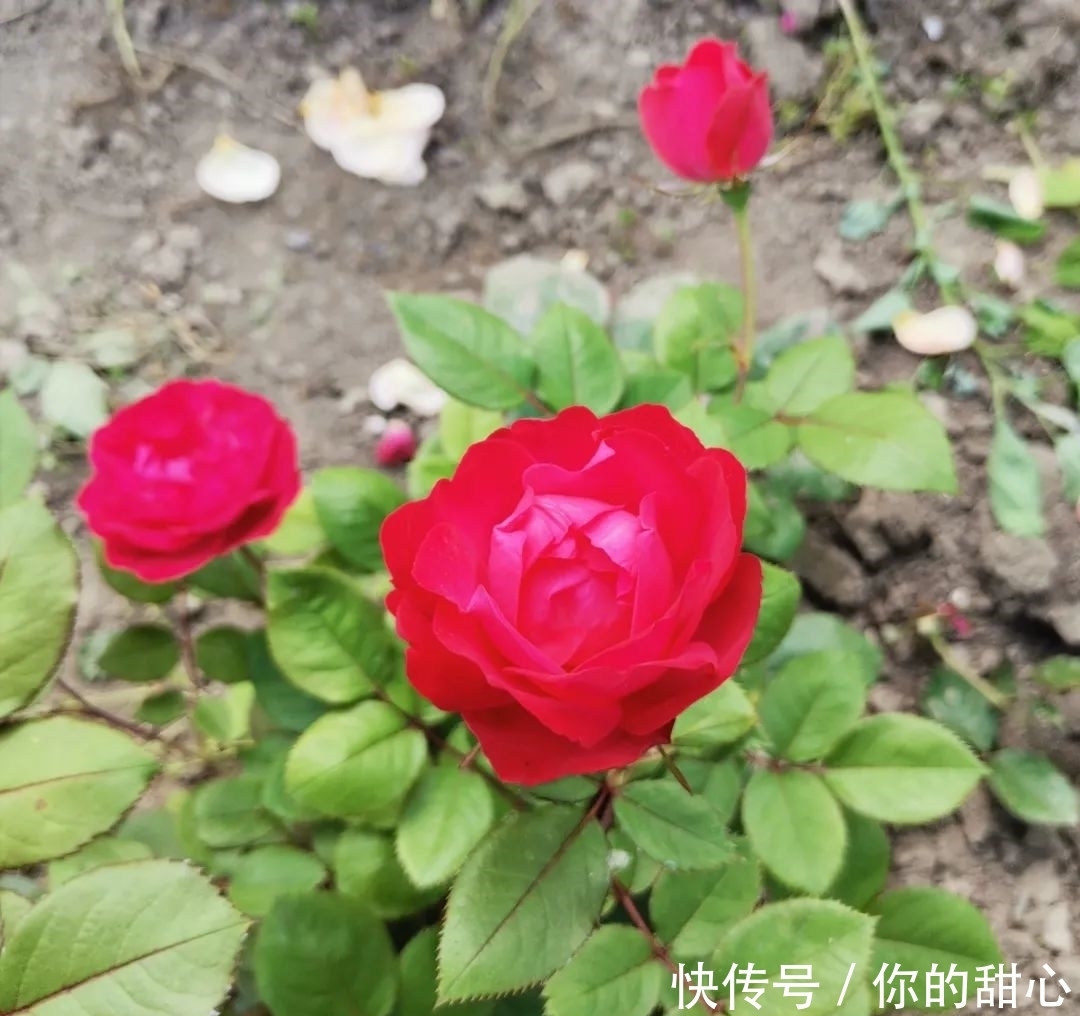 真宙|什么样的月季算优秀?盘点一下我种过的优秀月季