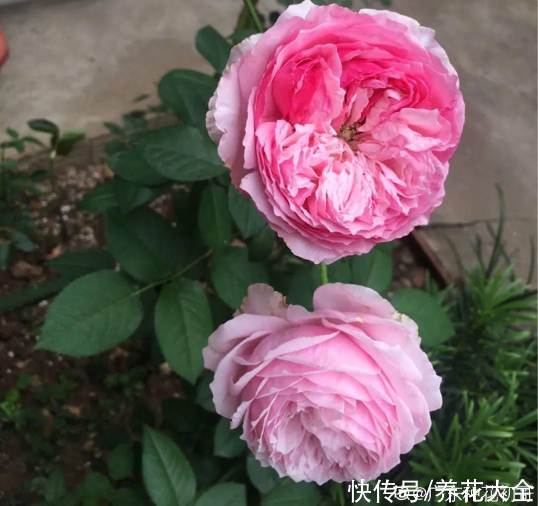 酸蓝碱红|天热别的花可以不养，唯独这5种，不养就亏大了