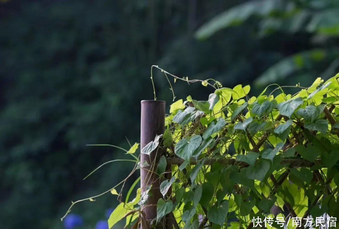 息心庐|安吉竹林深处精品民宿，拥泉而居枕山而眠享山野静谧生活丨息心庐