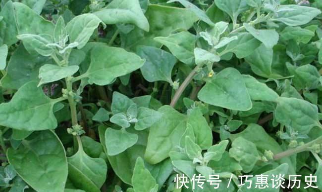 植物蛋白|聪明的人爱吃3种蔬菜,清热解毒、祛风消肿、凉血利尿,早吃早好