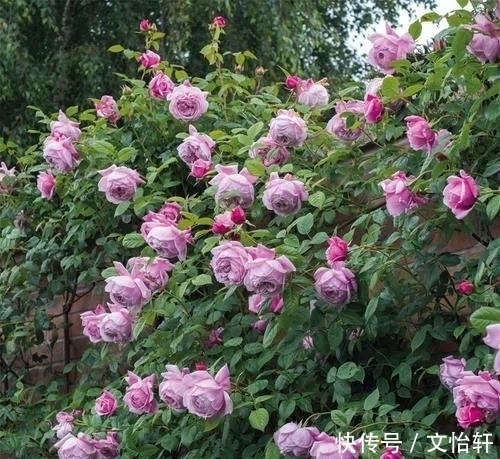 品种|100个月季品种,千姿百态,每个都很漂亮,图名并茂,值得收藏