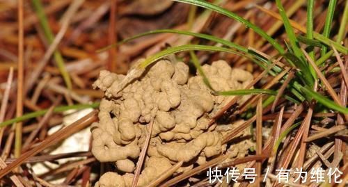 养花就用好花肥，2种宝贝，路边捡点，不花一分钱，养啥都旺盛！