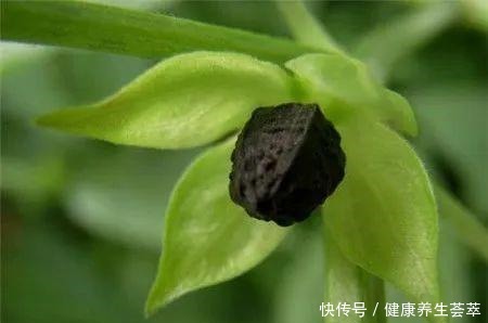 路边捡一把“小地雷”,撒盆里窜出满阳台的紫花,不花一分钱!