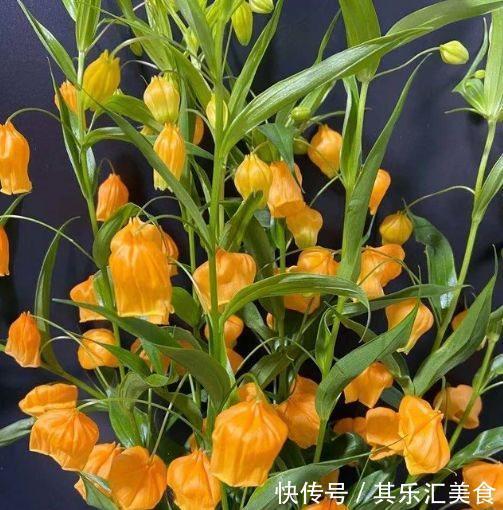 农历十一月大雪过后,养什么花?家里养3种花,吉庆有余喜气盈盈