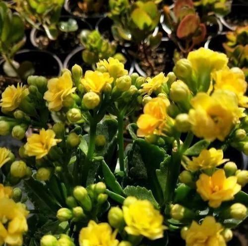 寿花叶|想让长寿花开花不断,教你三个小妙招,开成大花球,璀璨烂漫