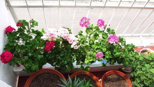 花卉|6个养花的“坏习惯”,难怪总是养不好花,现在纠正也不晚!