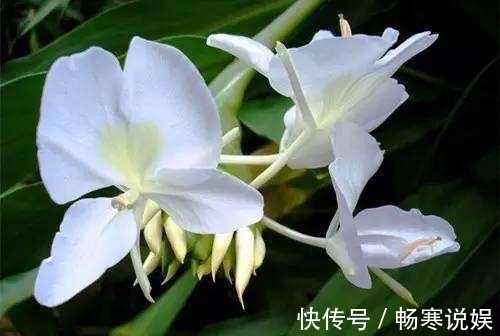 这花盛开似白蝴蝶翩翩飞舞,可惜只有农村才有,城里人花钱买不到
