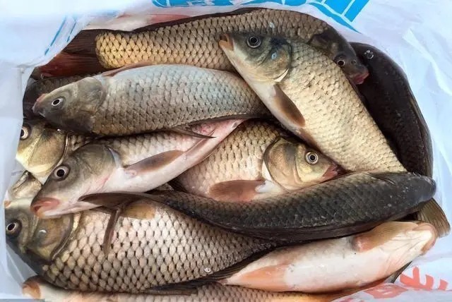 中鱼率|秋冬钓鲫鱼5个万能位,跳出这些误区,精确找鱼