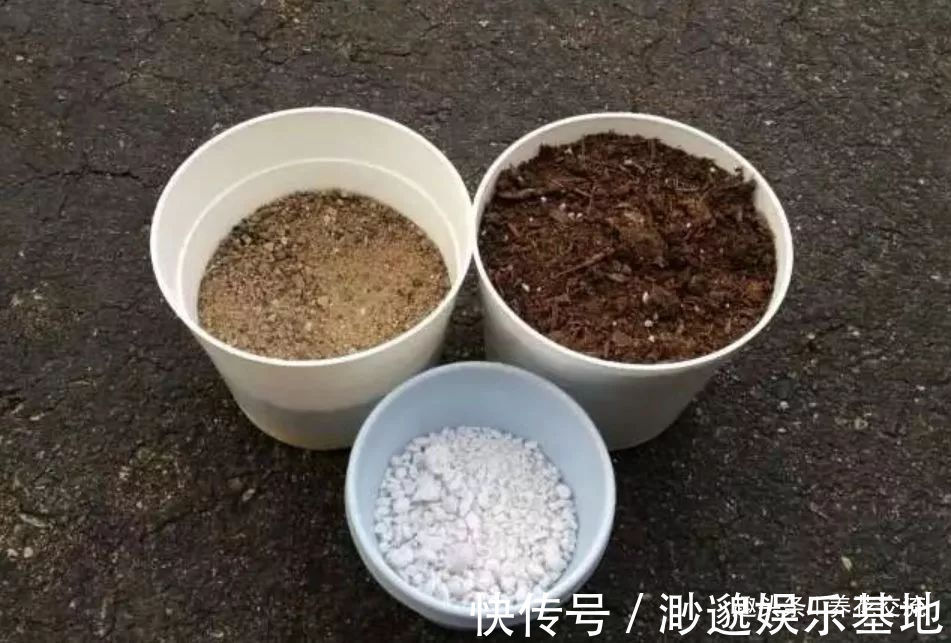 土壤|小摊贩废弃的煤渣，没想到是种多肉的绝佳利器，但你要适当处理