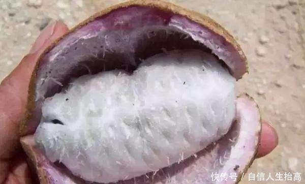 农村|农村娃绝对没吃过的8种纯天然美食!