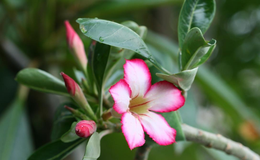 养花|喜欢三种花现在就要养花,不然天热了,就不好养了