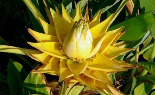 老花农都爱养的四大辟邪花卉,养一盆避邪镇宅,你家养了没?