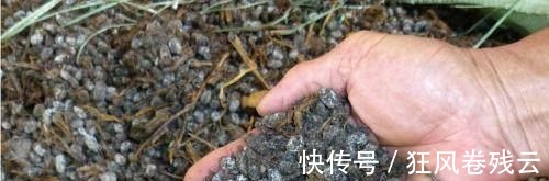 兰花盆土加点“万能肥料”,用对方法,可能真的10年不需要施肥