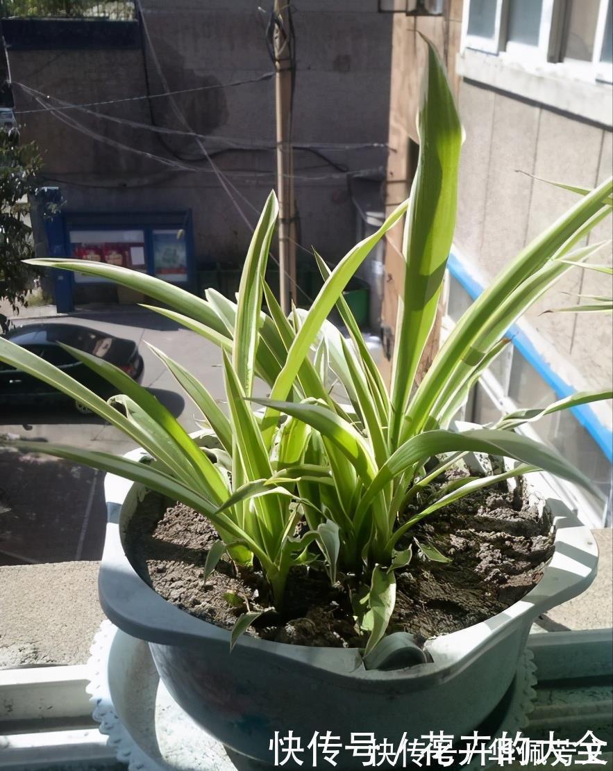 这些“娇气花”，冻坏也别扔，剪一刀，救一命