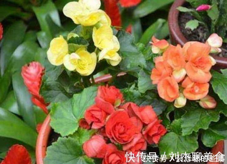 四季海棠|5种花是爆盆“能手”，开起花来“拦”不住，花期长，家中必备！