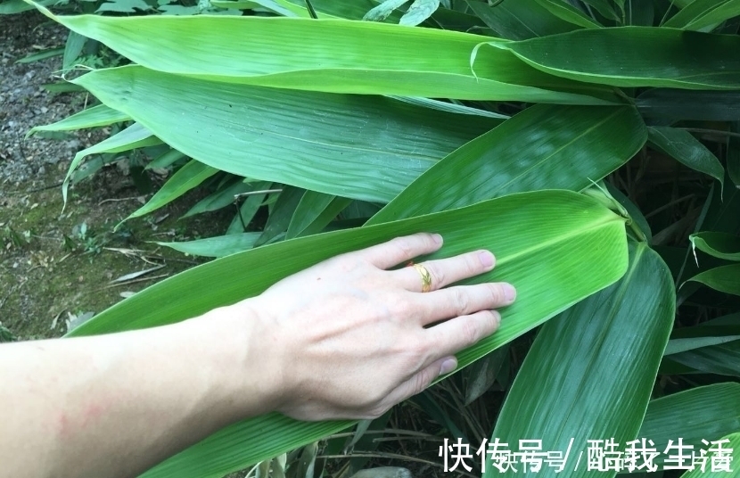粽叶|吃了这么多年的粽子,你知道粽叶是什么叶子吗?粽叶树长什么样?