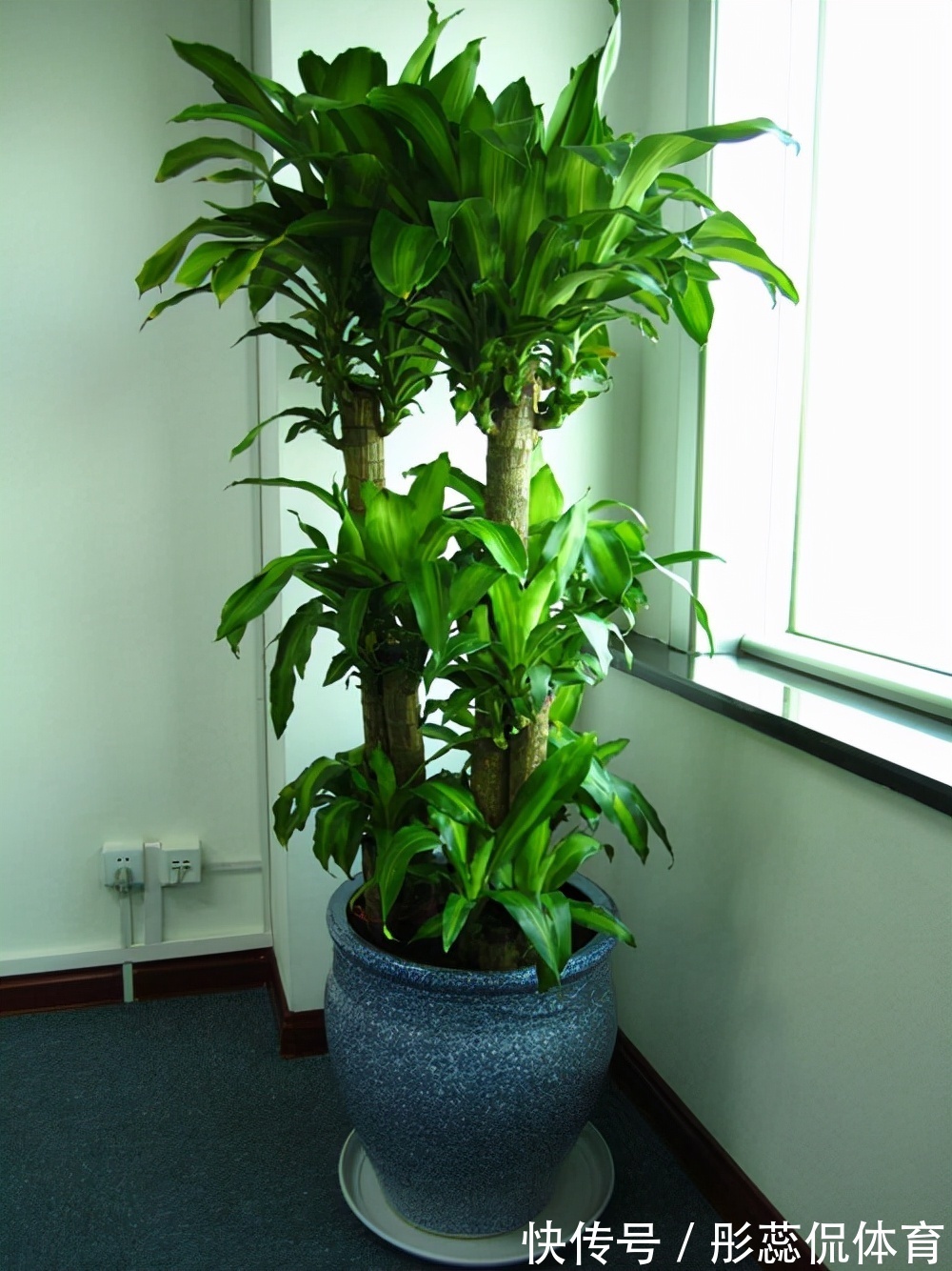 5种“漂亮花”,客厅养最合适,缺少光照,一样枝繁叶茂