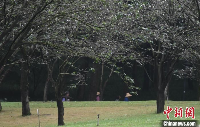 樱花|杭州西湖樱花反季开放 成独特秋日景观