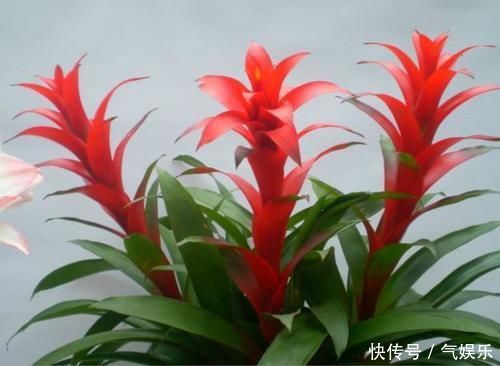 懂花人爱养的4种花,观赏性是次要的,重点是寓意好