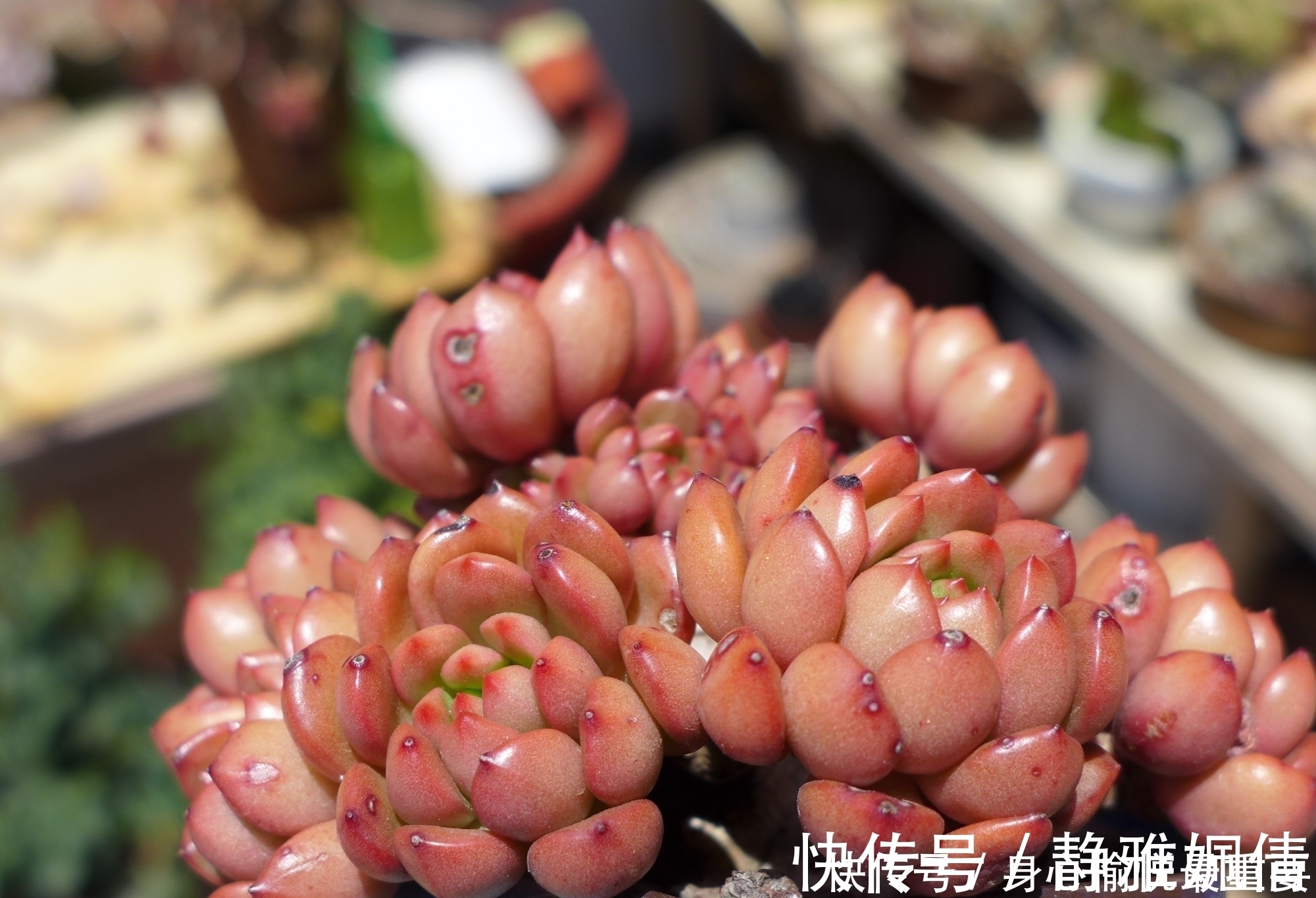 多肉|爱多肉的花友几乎都养过的8个品种,长寿花老少皆宜,桃蛋最迷人