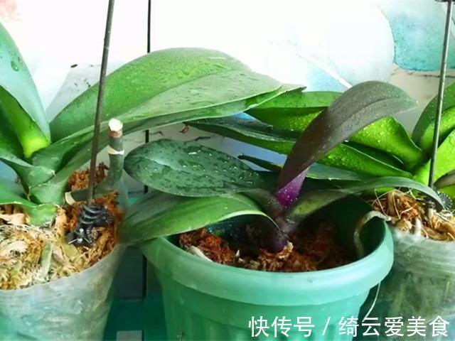 过年买的蝴蝶兰开败后别扔,简单几步处理,养好可以开花多年