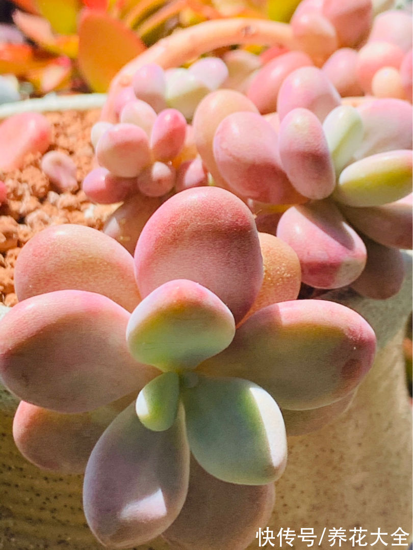 春天的多肉堪比“调色盘”,是上色关键期,赶紧晒太阳
