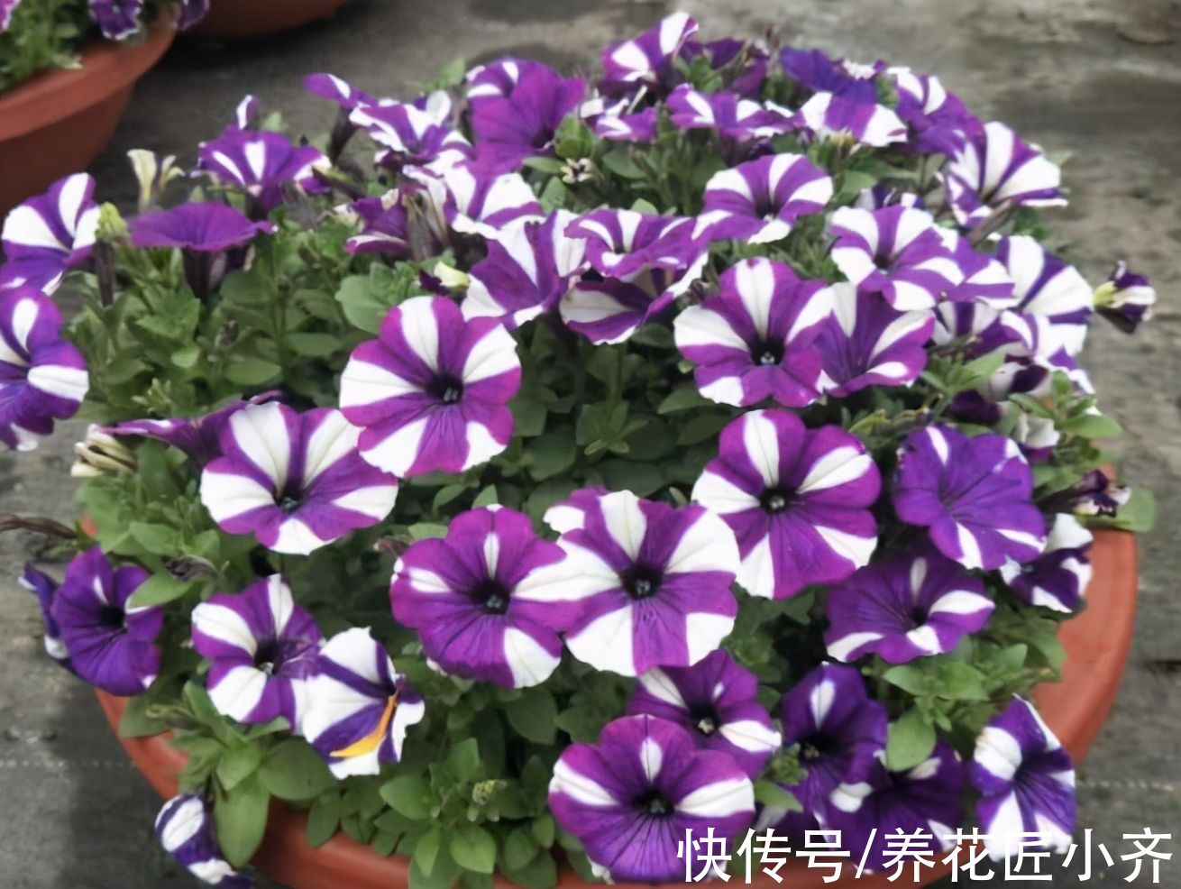 阳台|秋季阳台养花，首选这6种，只要有光照，花多易开爆