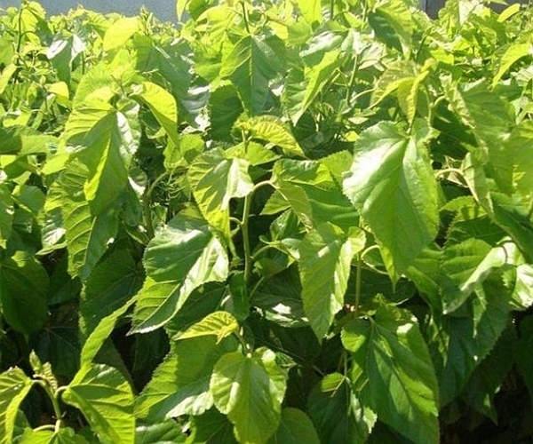 好处|桑叶泡水喝好处多多,但有一大禁忌很重要,老人和孩子要当心!