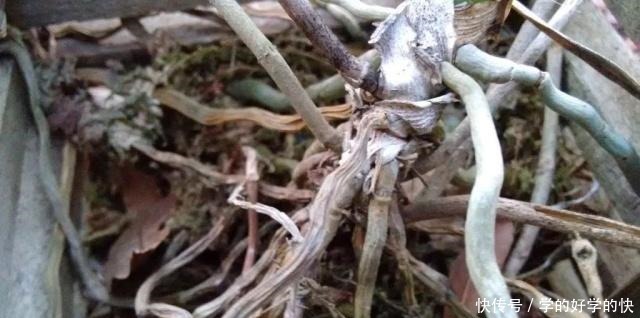 养得就剩下一些烂根的兰花,用这招能够让它重新长叶生根!