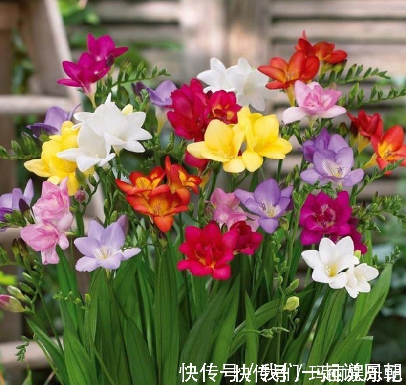 清新|最适合卧室摆放的9种植物,清新素雅,安全无毒,还特好养活