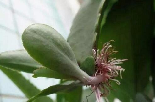 花卉|春天扦插抹点它，3天就能生出大白根，不花一分钱，蹭蹭撑爆盆！