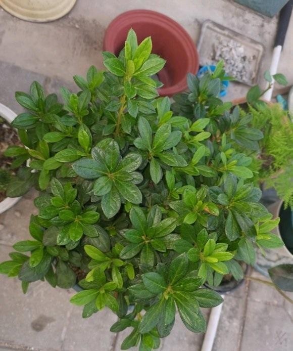 呼呼|杜鹃花冬天也能爆开,大盆养,沙土种,羊粪做底肥,红花呼呼开