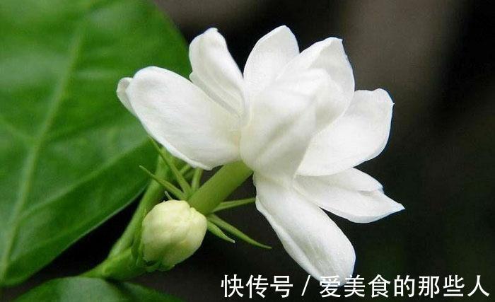 性喜阳光|寓意吉祥美满的三种“幸福草”，家中一定要有，高端好看净化空气