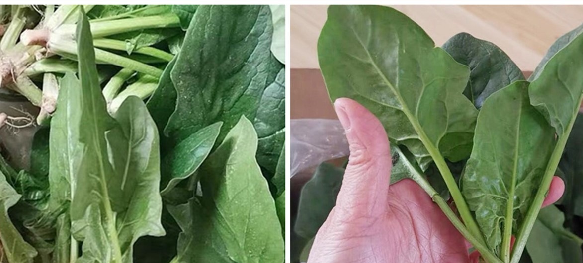 买菠菜时，要分清“尖叶”和“圆叶”，区别挺大，买错了不好吃