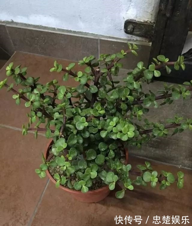 金枝玉叶怎么养才爆盆做到5点金枝玉叶很快枝繁叶茂青翠欲滴