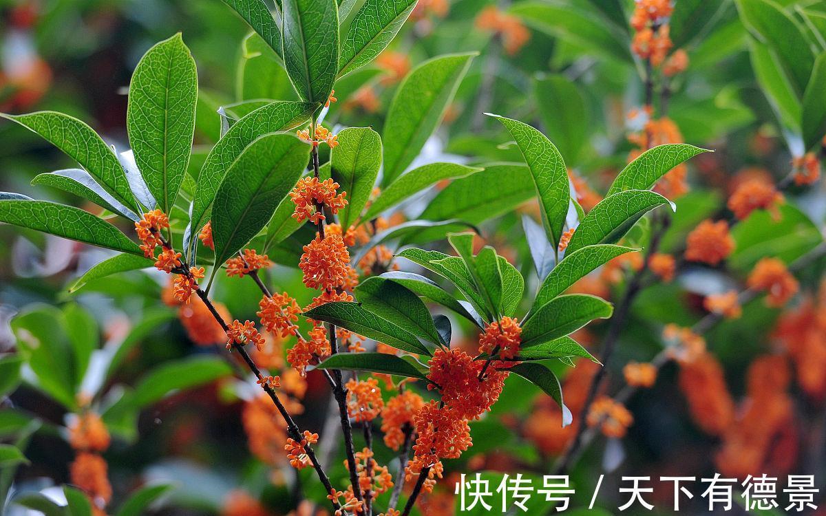 养殖|家里养上3种“吉祥花”,吉祥富贵又喜庆,颜值还都很高