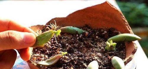  不易|高温养多肉确实不易，跟着养护专家做，可以复制出好几盆