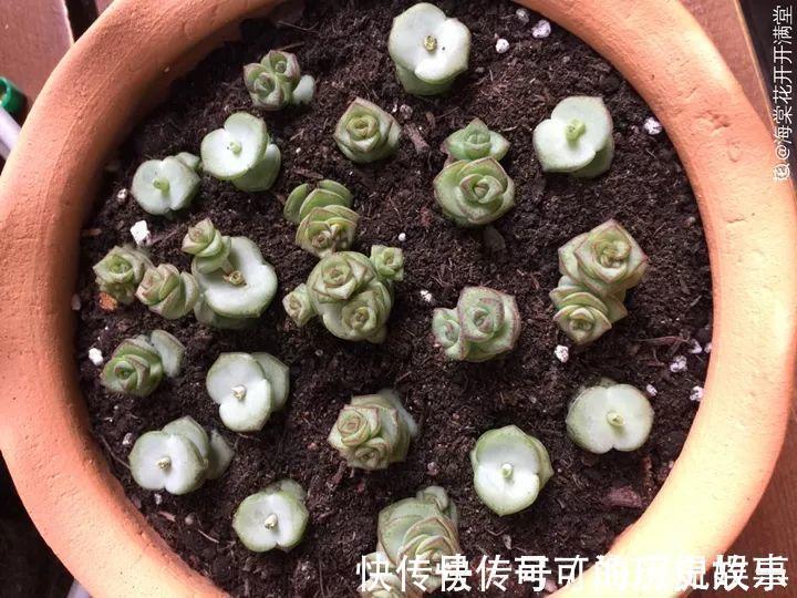 静夜静夜|6种多肉太难养,赶紧留个种,省得每年都要重新买!